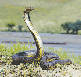 Türkmenistanyň Köpetdag goraghanasynyň çäginde süýrenijileriň 37 görnüşi hasaba alyndy