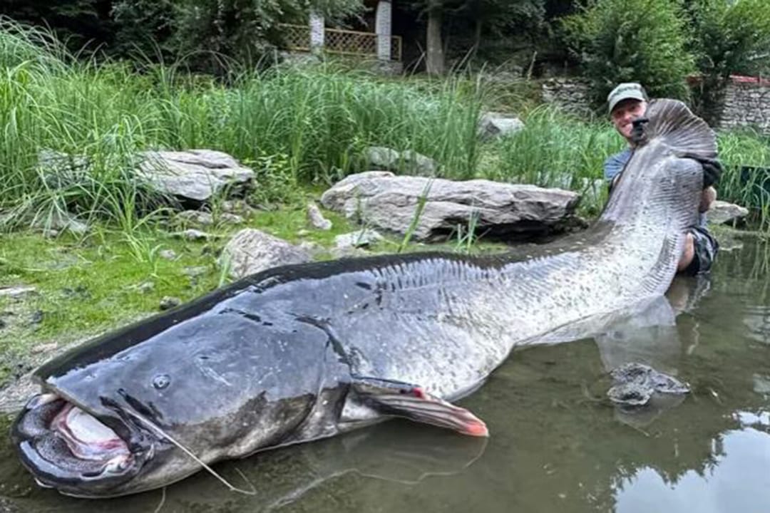 Çehiýada balykçy äpet lakga tutdy