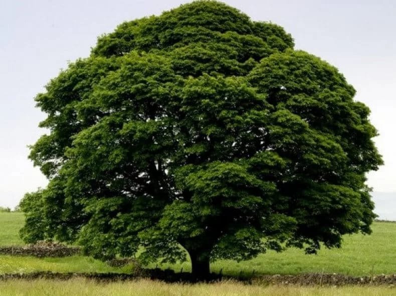 Long-livers of Turkmenistan share principles to help stay vigorous after 100 years