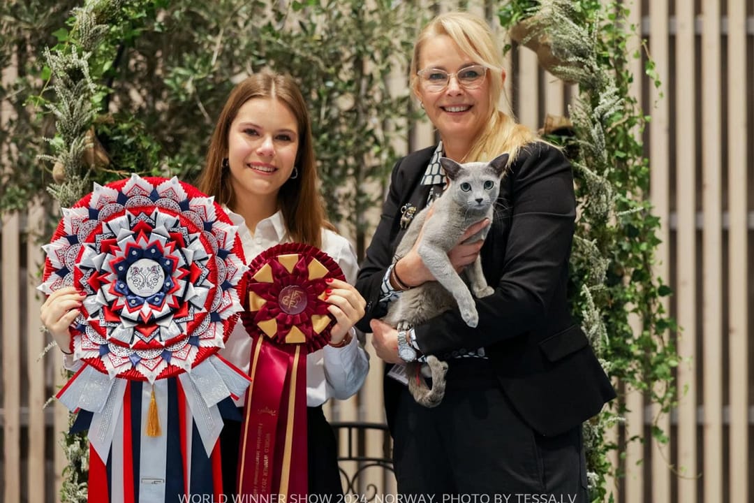 Norway has chosen the most beautiful cat in the world