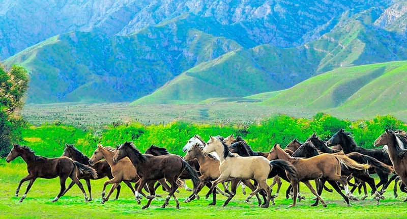 В Туркменистане проводится работа по изучению популяции степных коней