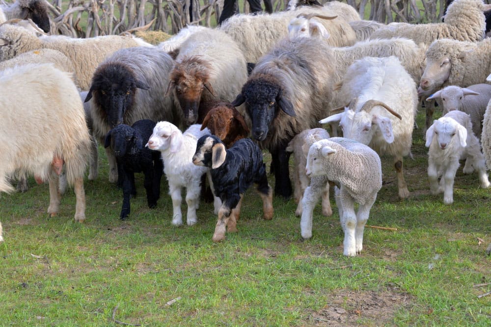 Животноводы Лебапа планируют получить в этом сезоне более 72 тысяч ягнят