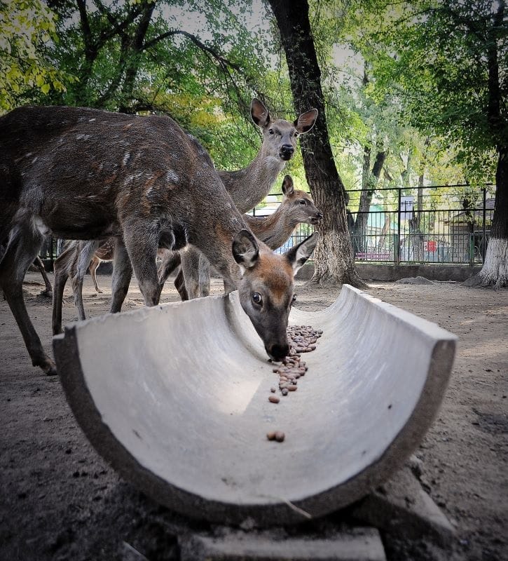 Жители Алматы поддержали акцию зоопарка «Желудевая осень» и помогли животным