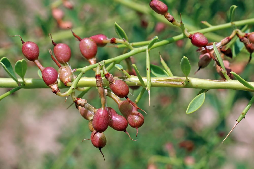В Туркменистане ведутся научные разработки, основанные на целебных свойствах верблюжьей колючки