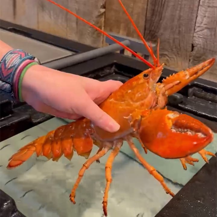 В США найден второй за месяц редчайший оранжевый омар