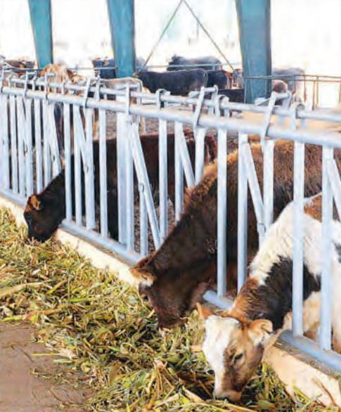 Животноводческое хозяйство Марыйского велаята заготовило 1453 тонны сена