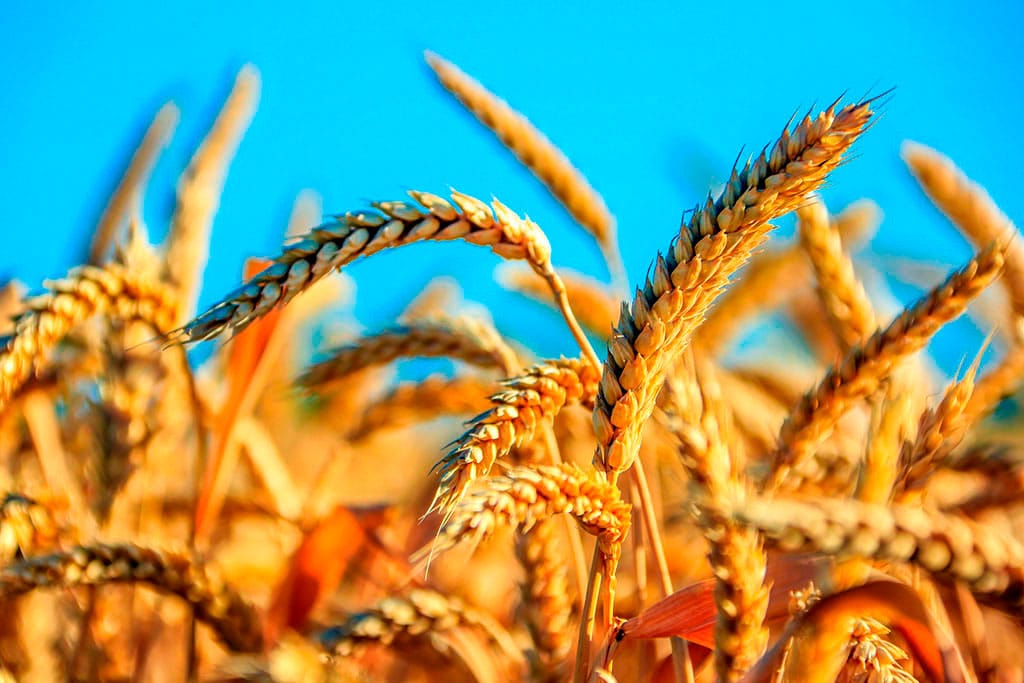 В Лебапском велаяте созрел богатый урожай пшеницы на 130 тысяч гектаров