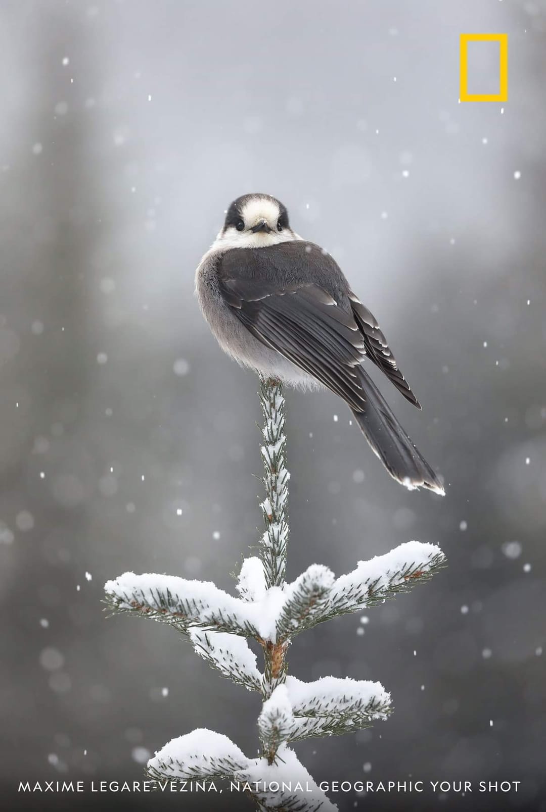 1400 kuş türü insanlar yüzünden yok oldu