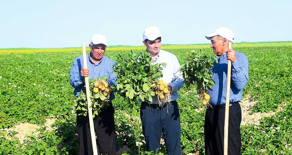Balkan welaýatynda 22 müň tonnadan gowrak ýazlyk ýeralma hasyly ýygnaldy