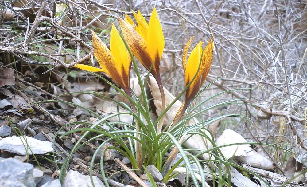 В горах Туркменистана зацвел шафран - предвестник скорой весны