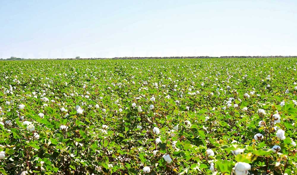 Lebap welaýatynda pagta ýygymyna taýýarlyk görülýär