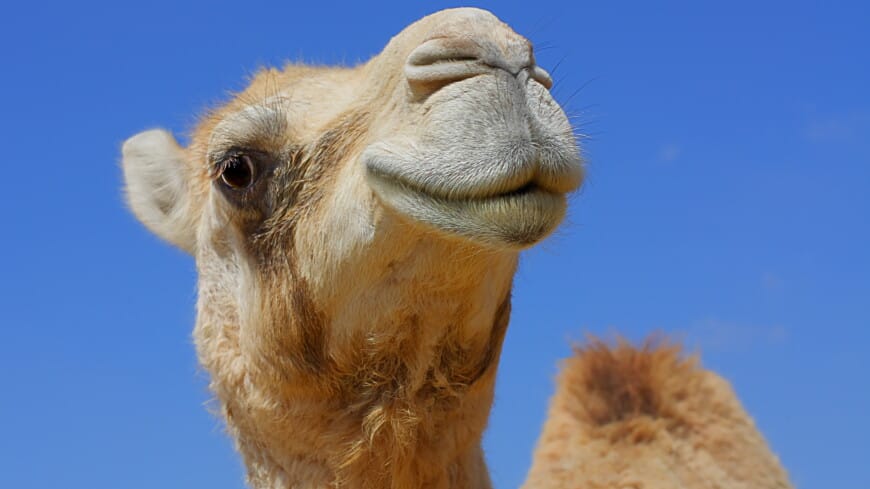 Parižde düýeleriň ýörişi geçirildi