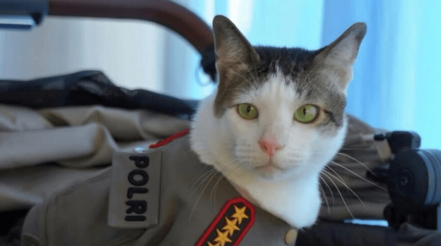 Президентский кот Индонезии получил государственную охрану