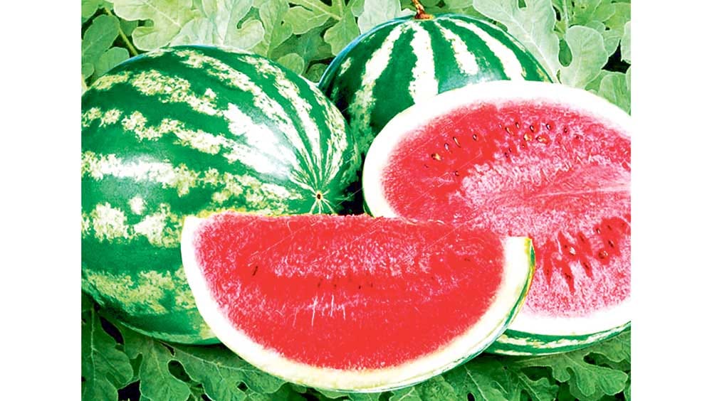 Garpyzyň ynsan saglygyna peýdasy