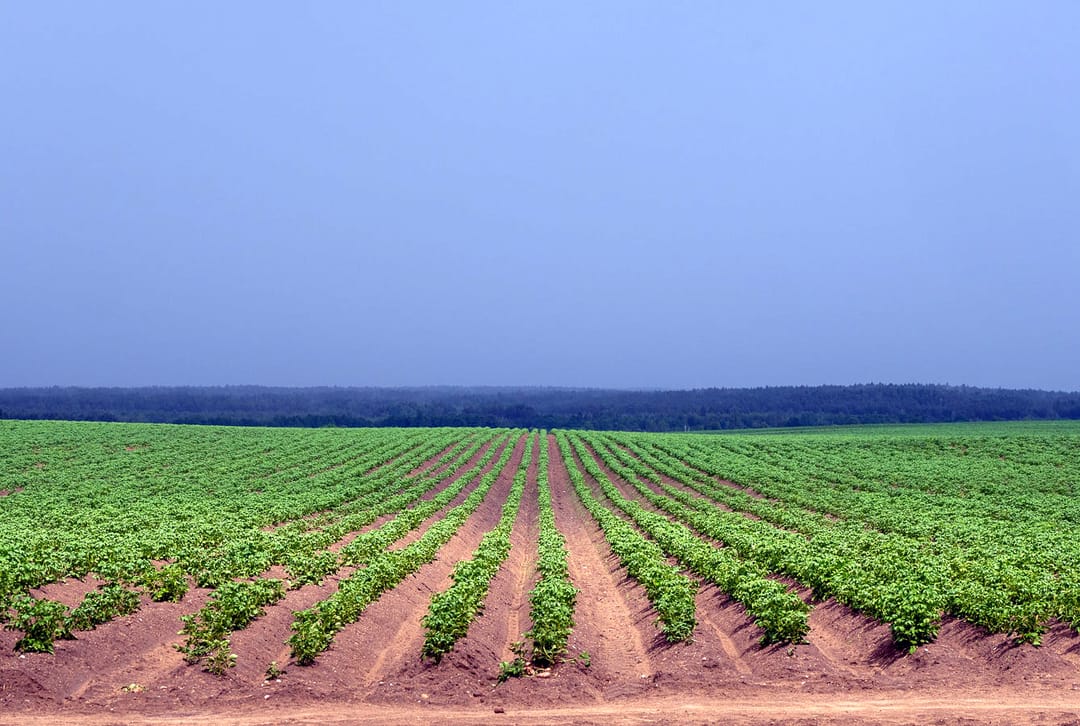 Туркменистан и Узбекистан согласовали полив сельхозкультур в бассейне Амударьи
