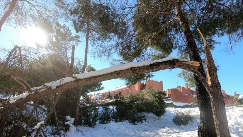 В Техасе из-за холода "взрываются" деревья