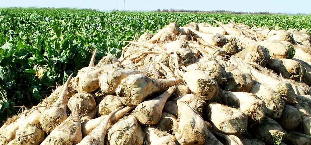 Türkmenistanda gant şugunydyryny ýygmaga girişildi