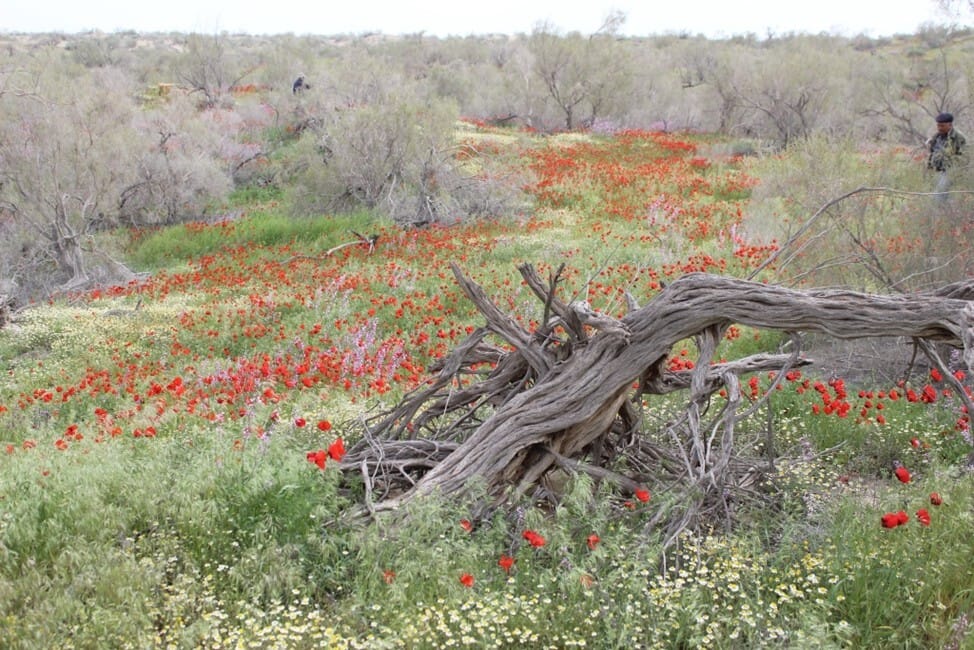 Deserts in the territories of Turkmenistan, Uzbekistan and Kazakhstan became a UNESCO world heritage site