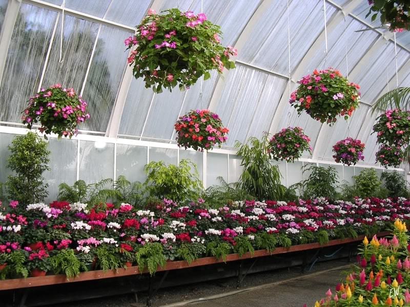 80 видов комнатных растений выращивает лебапский предприниматель