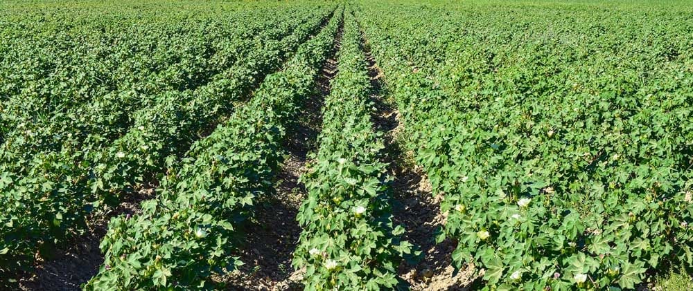 Туркменские фермеры наращивают производство хлопка и пшеницы