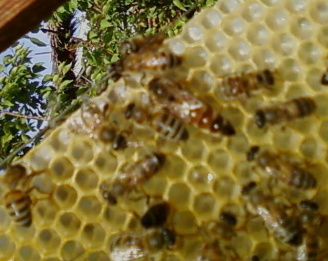 ЗАКОН ТУРКМЕНИСТАНА "О пчеловодстве"