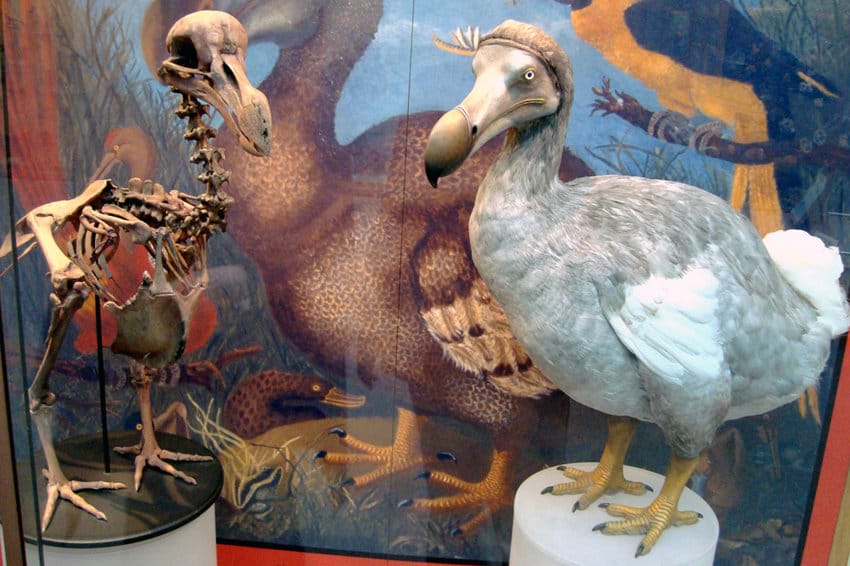 Biologlar dodo guşlaryny ýaşaýşa gaýtaryp getirmäge girişdiler