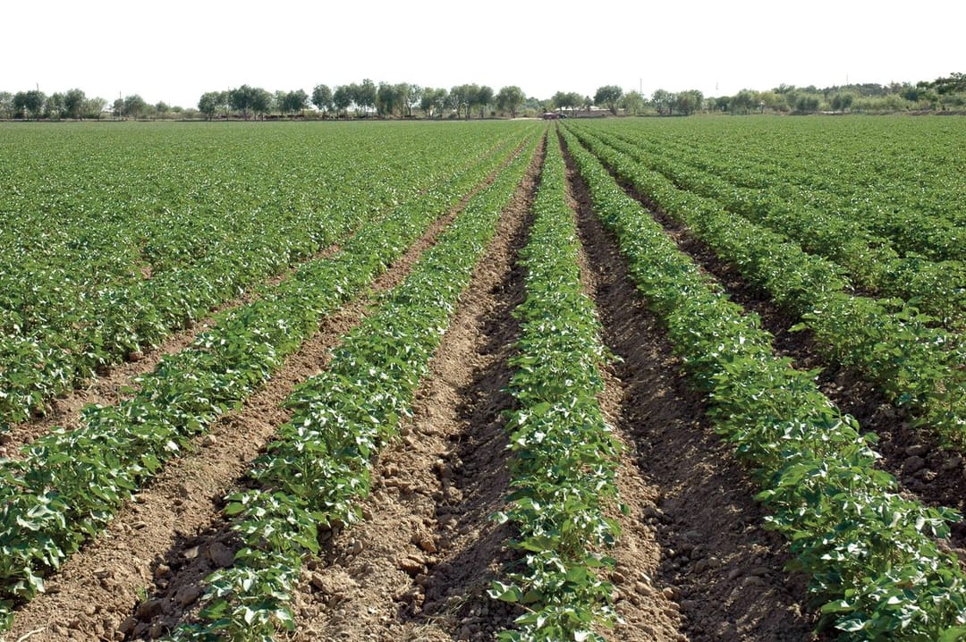 В Туркменистане утвердили новый порядок присвоения кадастровых номеров земельным участкам