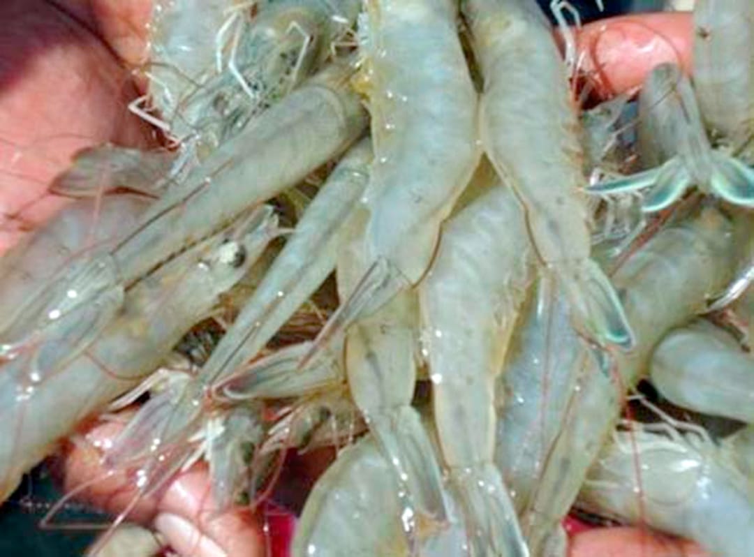 Türkmen balıkçıları kral karidesi yetiştirmeyi planlıyor