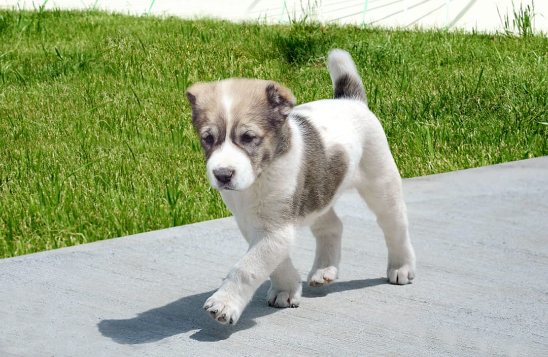 Специализированные центры для алабаев и ветеринарные клиники построят в Ашхабаде и во всех велаятах Туркменистана
