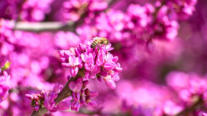 В парках Ашхабада зацвели фруктовые деревья