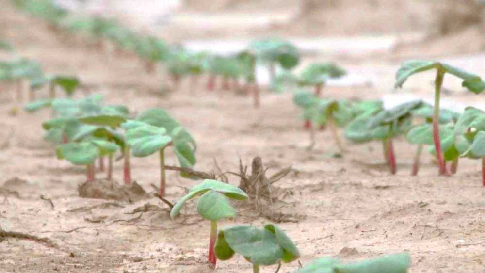 В этрапе на юге Туркменистана близится к завершению сев хлопчатника