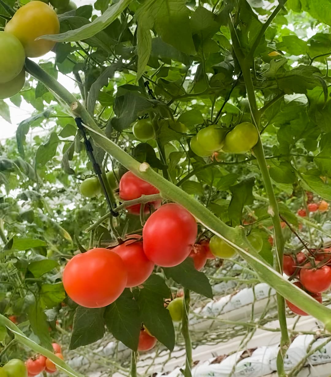 The greenhouse complex of IE Röwşen grows the best varieties of tomatoes and cucumbers all year round