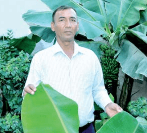 Житель  Лебапа выращивает бананы