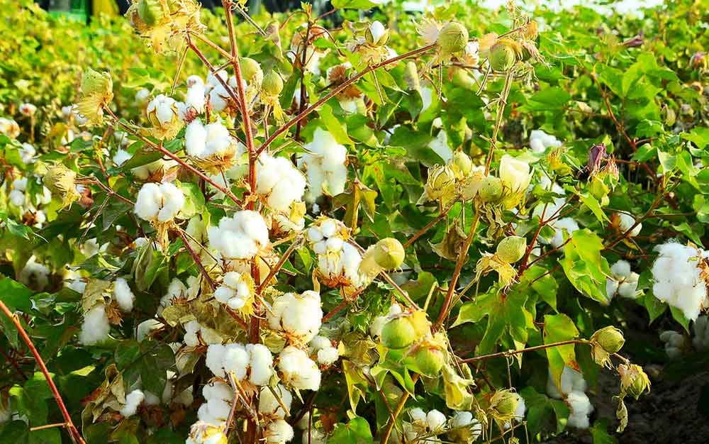 Mary welaýaty pagta ýygymyna taýýar