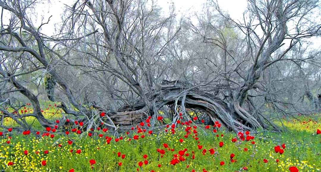 Заповедник Амударья сохраняет природные сокровища Туркменистана