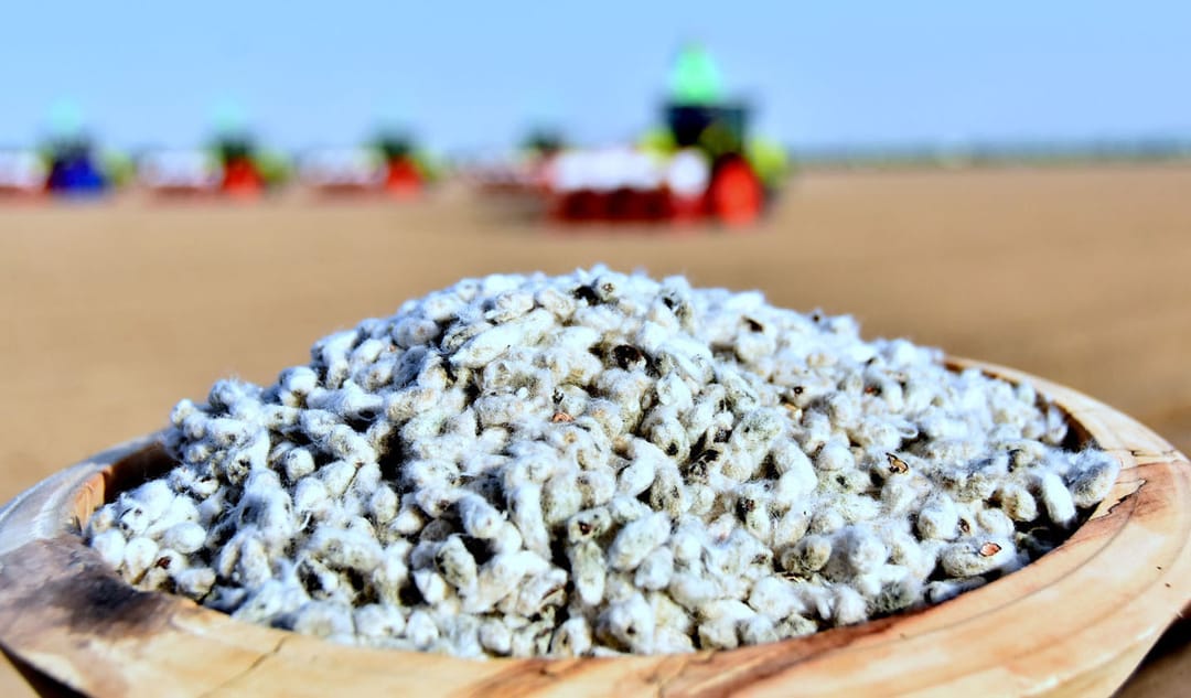 Президент Туркменистана утвердил цены реализации семян хлопчатника предприятиям по производству растительного масла 