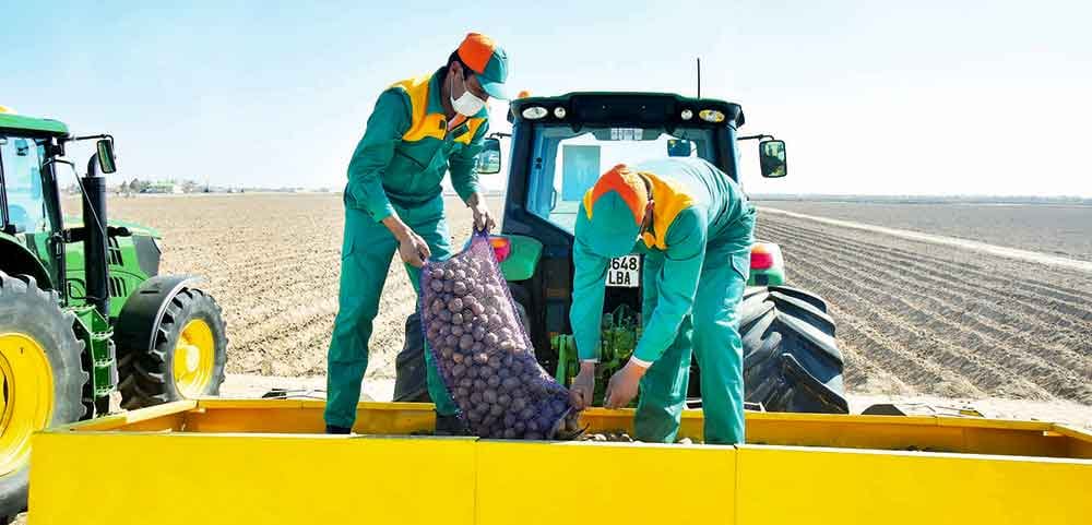 Metbugatda şu ýyl Lebap welaýatynda ekiljek gök-bakja ekinleri barada maglumat berildi