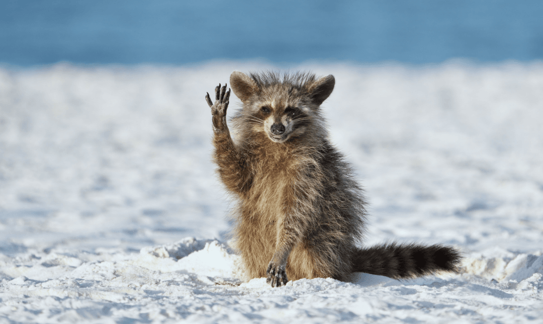 Ýabany tebigatyň iň gülkünç suraty boýunça ýeňiji yglan edildi