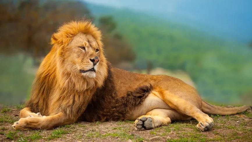 Irak’ta aslan sahibine saldırarak ölümüne neden oldu