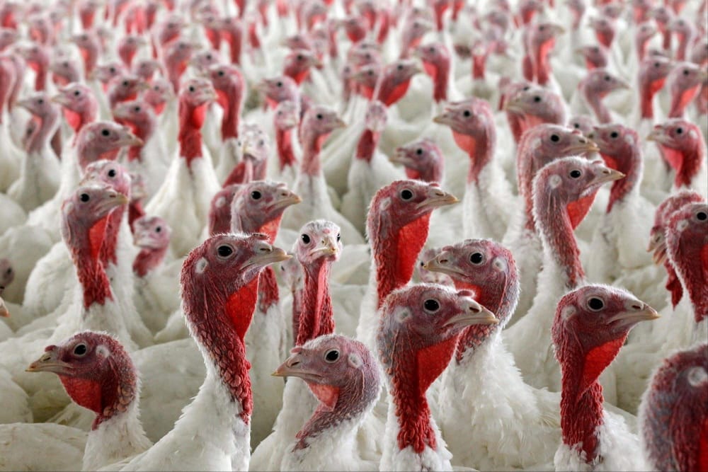 Туркменское предприятие начнет экспортировать в Азербайджан мясо индейки