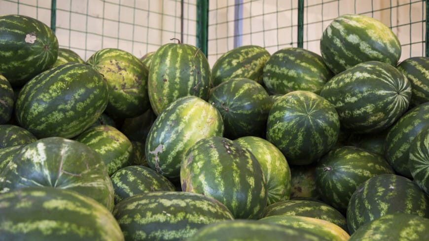 В Туркменистане наступил сезон сбора арбузов и дынь