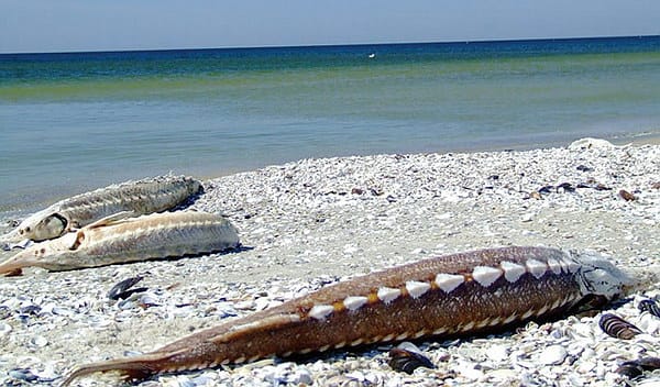 Продлен запрет на промышленный лов осетровых Каспия