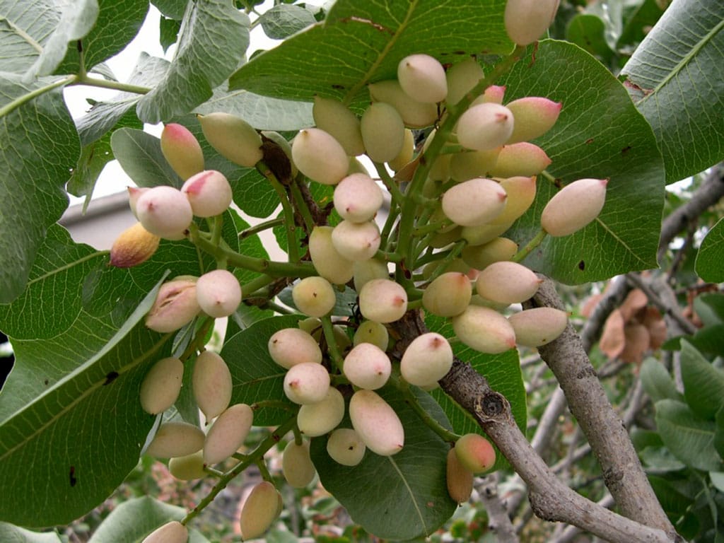 Успешно продолжается эксперимент по выращиванию в пустыне фисташки