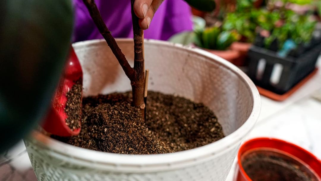 «Roza Gül» güller we bezeg ösümlikleri üçin organiki-mineral dökünleriň giň görnüşlerini hödürleýär