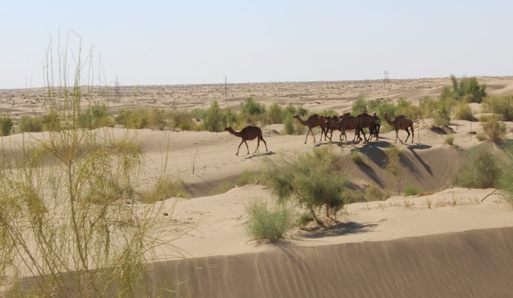 Туркменистан обновил Определяемый на национальном уровне вклад по изменению  климата