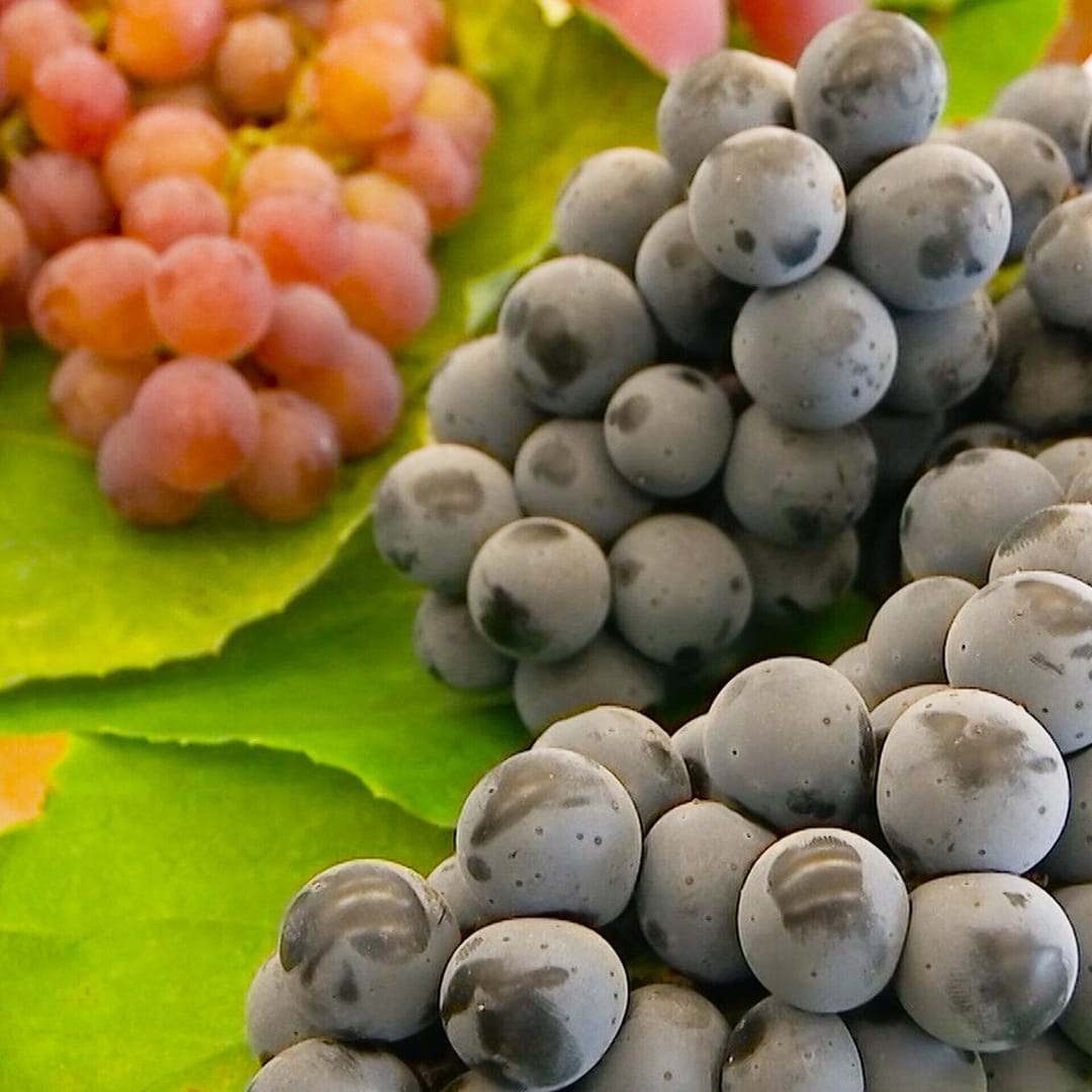 В Финляндии набирает обороты производство вина из местных сортов винограда