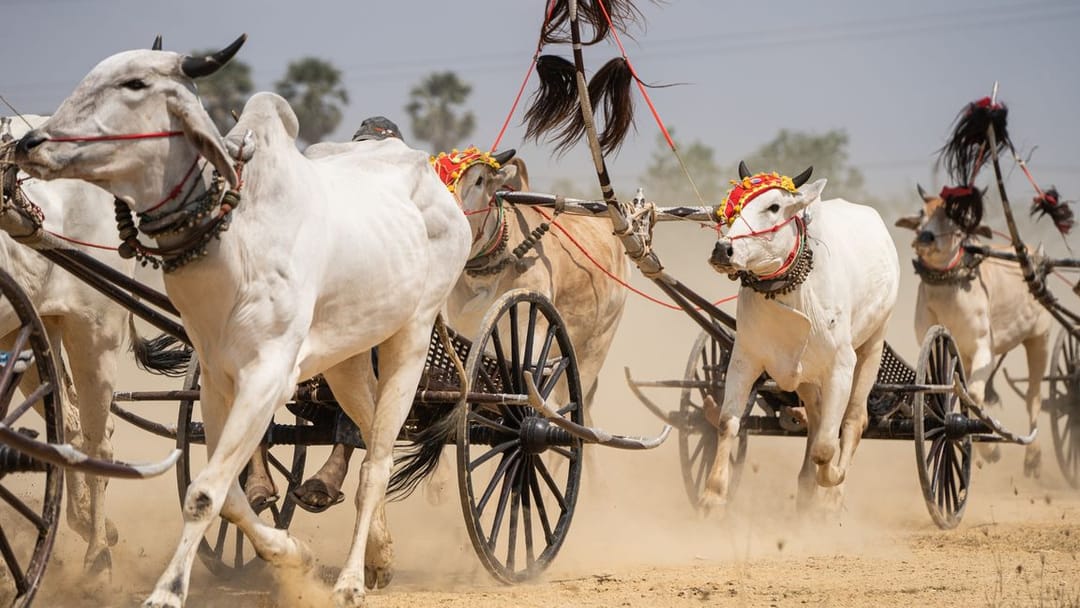 Kambojada öküz çapuwlary geçirildi