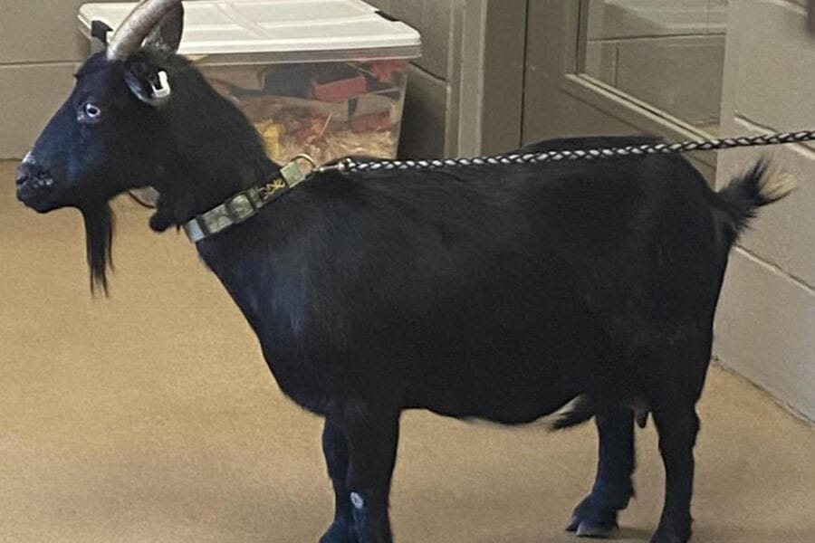 Günorta Karolinanyň häkimiýetleri gaçak geçiniň eýesini tapanoklar