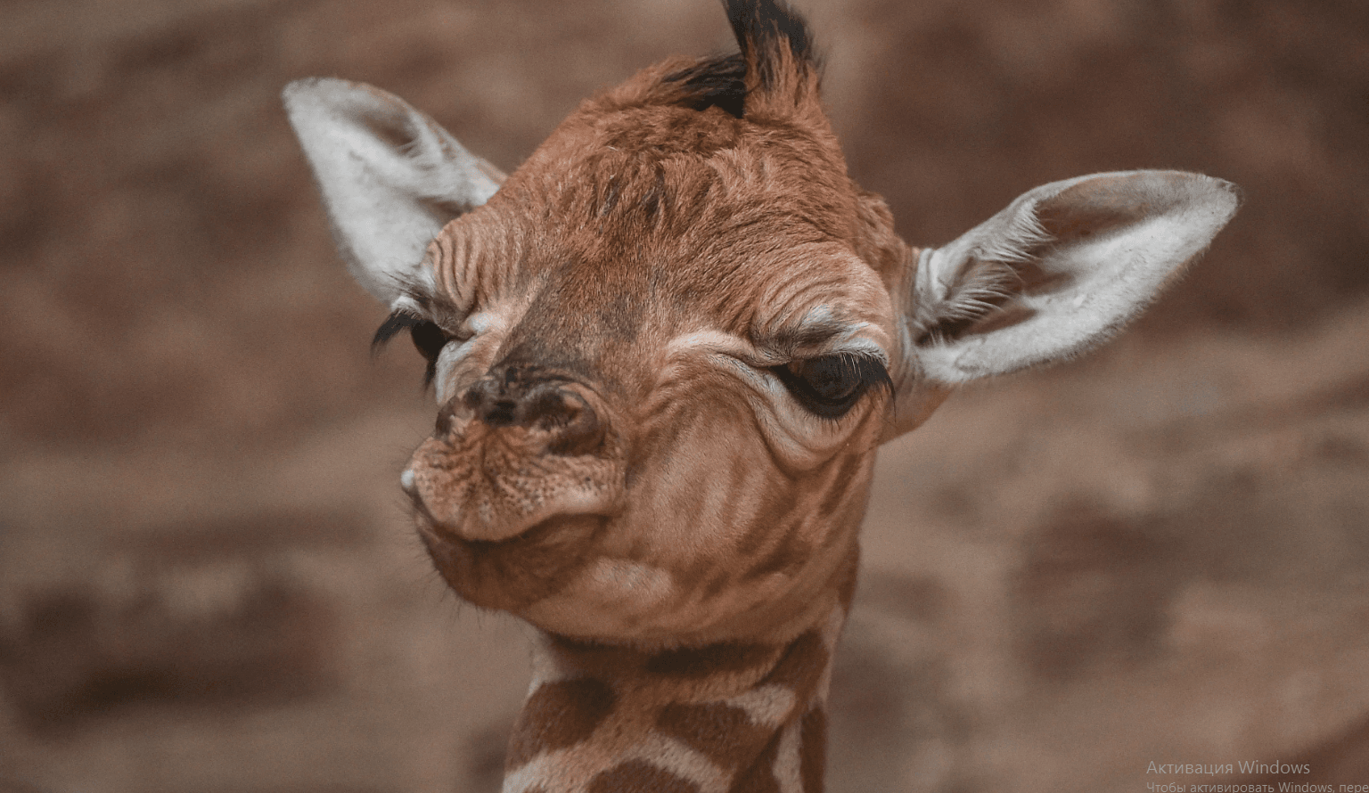 В Великобритании родился редкий жираф 