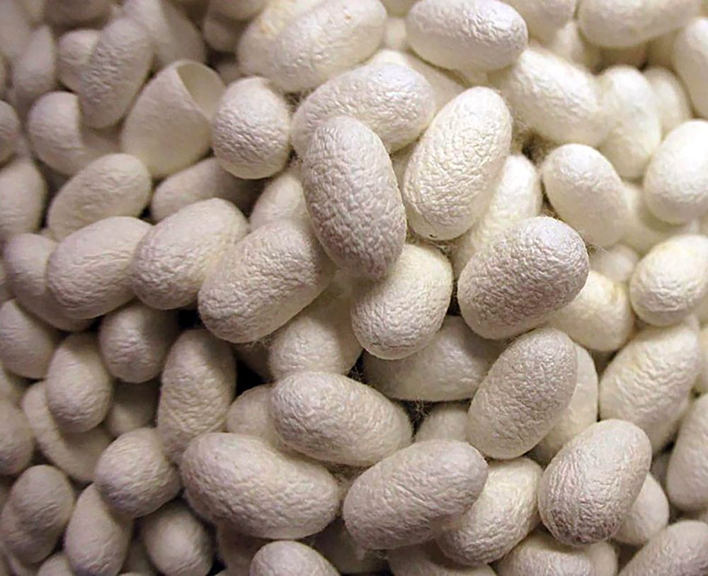 Lebap welaýatynyň dört etrabynda ýüpek gurçugyny idetmek işine girişildi